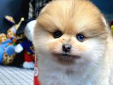 Yavru Patiler Güvencesi Ile Yeni Gelen Tedybear Pomeranian