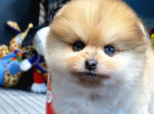 Yavru Patiler Güvencesi Ile Yeni Gelen Tedybear Pomeranian görsel