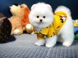 Yavru Patiler Güvencesi Ile Yeni Gelen Tedybear Pomeranian