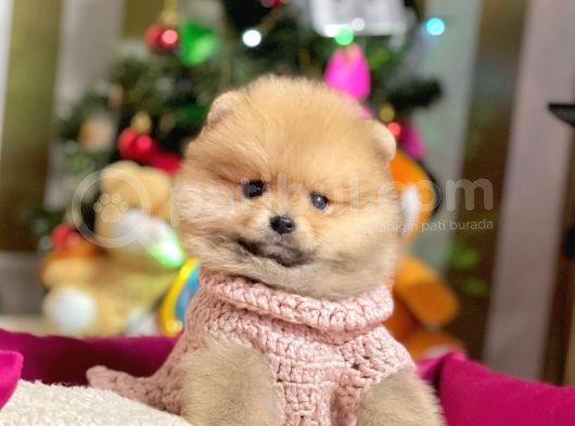 Ayıcık Surat Sevimli Boo Pomeranian Yavrular