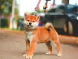 Show Kalite Shiba Inu Bebekler