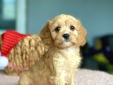 Show Kalite Maltipoo Bebekler