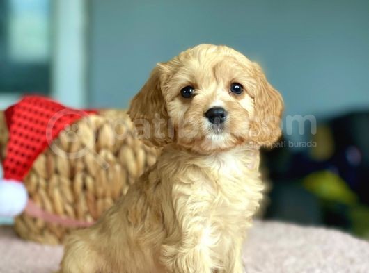 Show Kalite Maltipoo Bebekler görsel