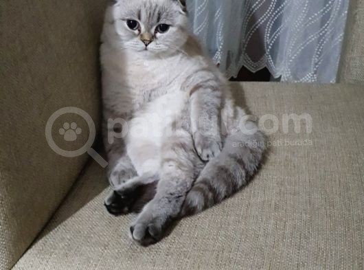 Scottish Straight Mavi̇ş Bebekler görsel