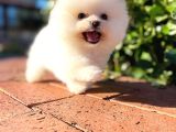 Teddy Bear Ayı Surat Yavrularımız