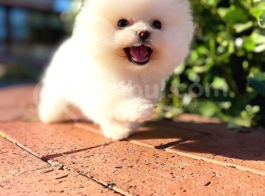 Teddy Bear Ayı Surat Yavrularımız