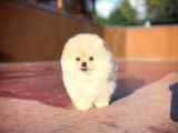 Çocuklarla Anlaşabilen Irk, Pomeranian Boo Yavrularımız