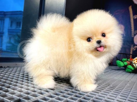 Yavru Patiler Güvencesiyle Pomeranian Boo Yavrularımız görsel