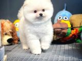 Yavru Patiler Farkı İle Pomeranian Boo Yavrularımız