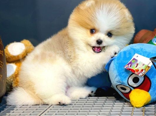 Teddy Bear Ayı Surat Yavrularımız görsel