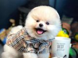 Mini Boy Pomeranian Boo Yavrularımız