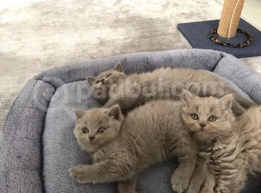 Bristh Shorthair Ve Longhair görsel