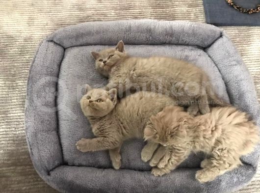 Bristh Shorthair Ve Longhair görsel