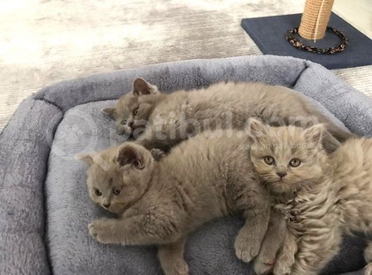 Bristh Shorthair Ve Longhair görsel