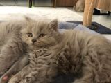 Bristh Shorthair Ve Longhair