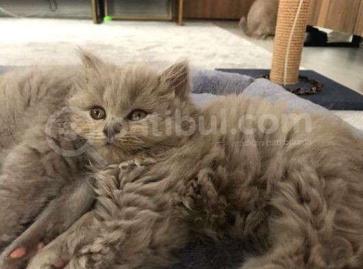 Bristh Shorthair Ve Longhair görsel