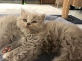 Bristh Shorthair Ve Longhair