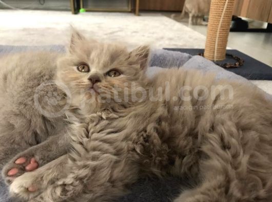 Bristh Shorthair Ve Longhair görsel