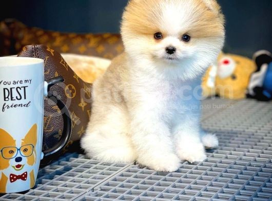 Mini Boy Pomeranian Boo Yavrularımız görsel