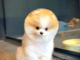 Mini Boy Pomeranian Boo Yavrularımız