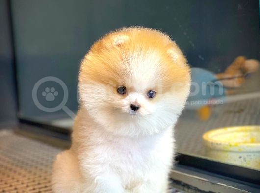 Mini Boy Pomeranian Boo Yavrularımız görsel