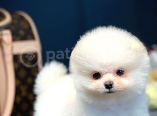Irk Ve Saglık Garantılı Pomeranıan Boo
