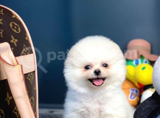 Irk Ve Saglık Garantılı Pomeranıan Boo görsel