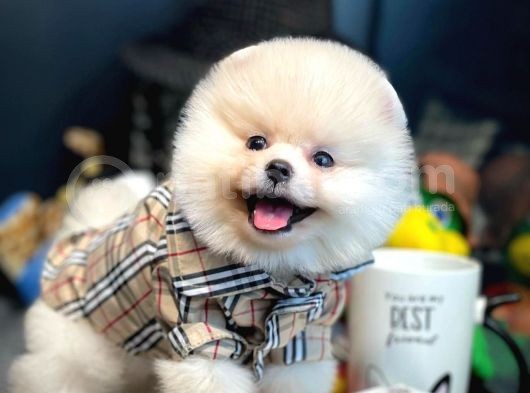 Yavru Patiler Güvencesi Ile Yeni Gelen Tedybear Pomeranian Yavrularımız