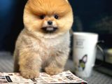 Yavru Patiler Güvencesi Ile Yeni Gelen Tedybear Pomeranian Yavrularımız