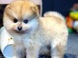 Yavru Patiler Güvencesi Ile Yeni Gelen Tedybear Pomeranian Yavrularımız