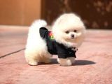 Yavru Patiler Güvencesi Ile Yeni Gelen Tedybear Pomeranian