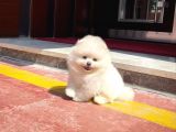 Yavru Patiler Güvencesi Ile Yeni Gelen Tedybear Pomeranian