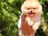 Yavru Patiler Güvencesi ile Yeni Gelen Tedybear Pomeranian