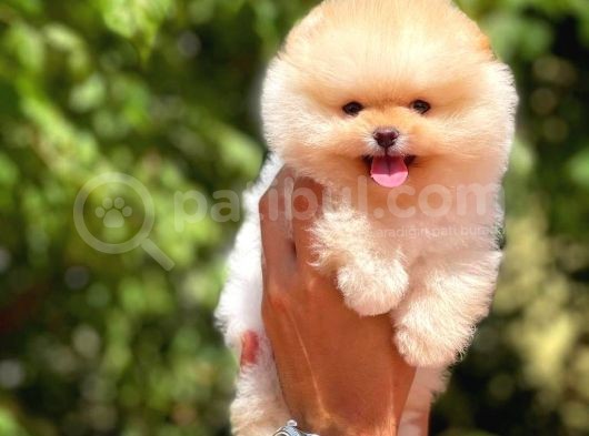 Yavru Patiler Güvencesi Ile Yeni Gelen Tedybear Pomeranian