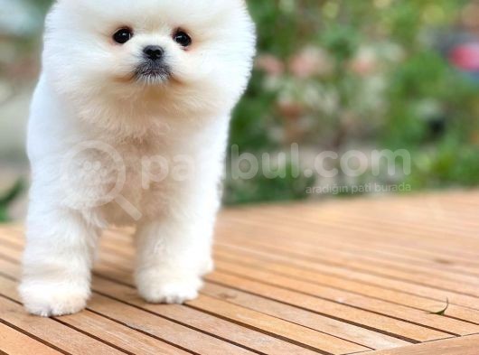 Mini Boy Pomeranian Boo Yavrularımız görsel