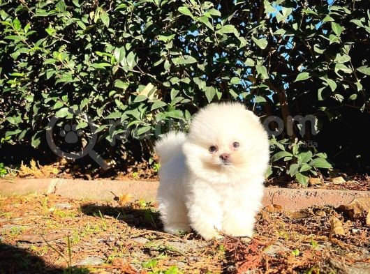 Teddy Bear Ayı Surat Yavrularımız görsel