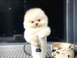 Teddy Bear Ayı Surat Yavrularımız