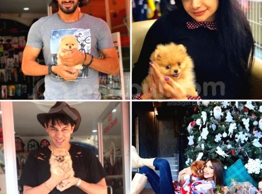 Teddy Bear Ayı Surat Yavrularımız görsel