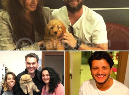 Yavru Patiler Farkı İle Pomeranian Boo Yavrularımız görsel