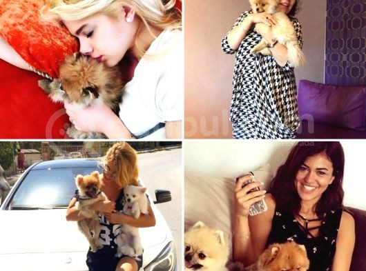 Mini Boy Pomeranian Boo Yavrularımız görsel