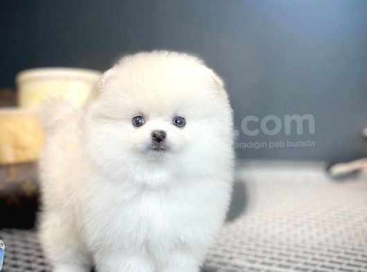 Teddy Bear Ayı Surat Yavrularımız görsel