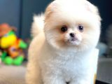 Yavru Patiler Farkı İle Pomeranian Boo Yavrularımız