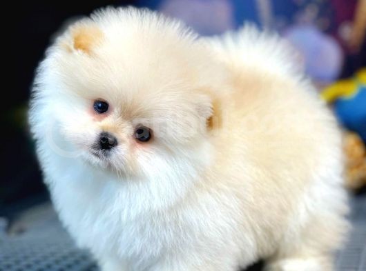 Teddy Bear Ayı Surat Yavrularımız görsel