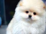 Teddy Bear Ayı Surat Yavrularımız