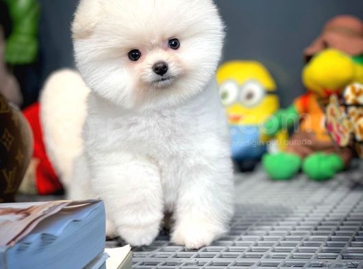 Irk Ve Sağlık Garantili Pomeranian Boo Yavrularımız