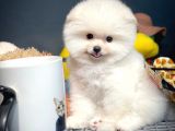 Irk Ve Sağlık Garantili Pomeranian Boo Yavrularımız