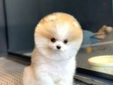 Yavru Patiler Güvencesiyle Pomeranian Boo Yavrularımız