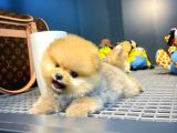 Mini Boy Pomeranian Boo Yavrularımız