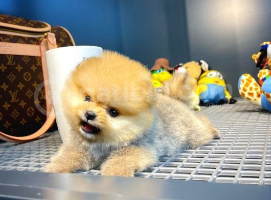 Mini Boy Pomeranian Boo Yavrularımız görsel