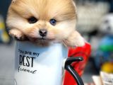 Yavru Patiler Güvencesiyle Pomeranian Boo Yavrularımız
